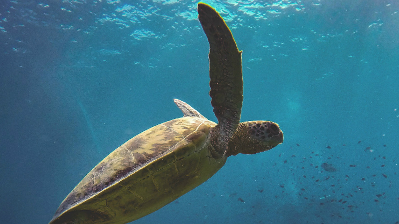 Sea turtle