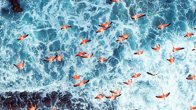 Flock of flamingos flying over the ocean