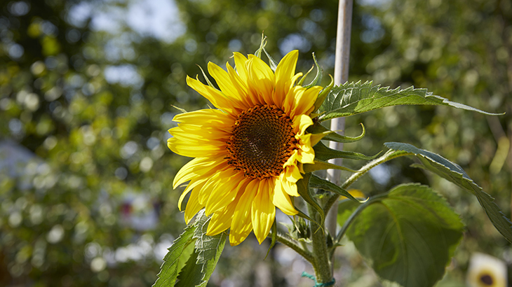 Climate Change - Sun Flower
