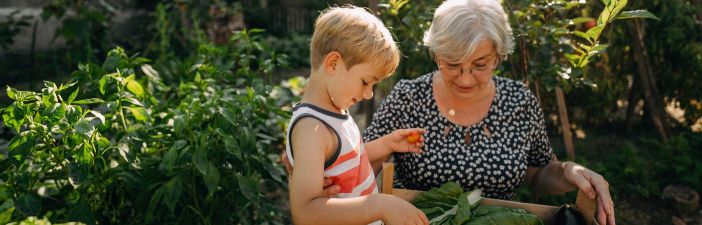 Grandmother and grandson picking fresh vegetables from the garden