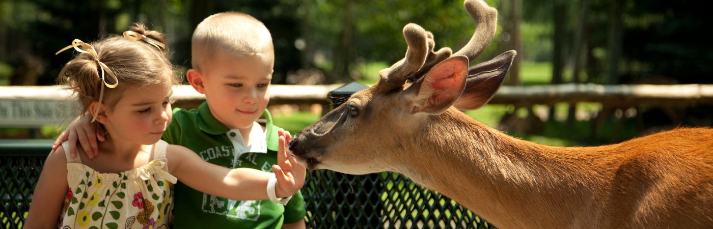 Children feeding animals at park