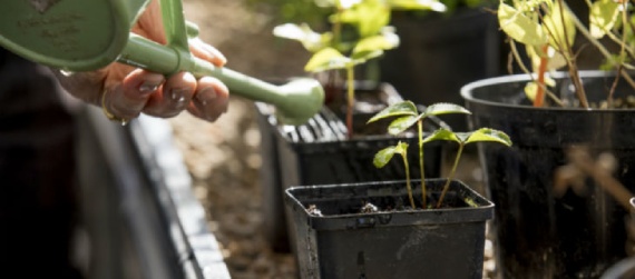 Watering the plants